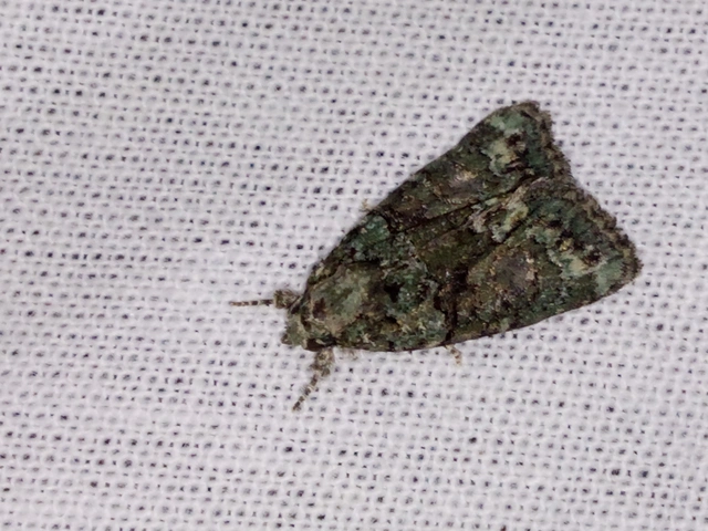 Cryphia algae - sárgászöld zuzmóbagoly
