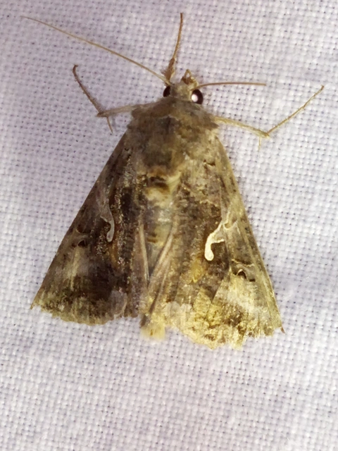 Autographa gamma - gammalepke