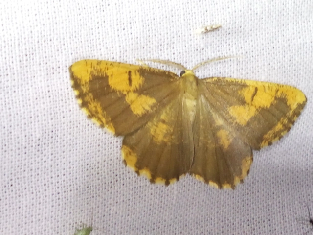Angerona prunaria - sárga kökényaraszoló