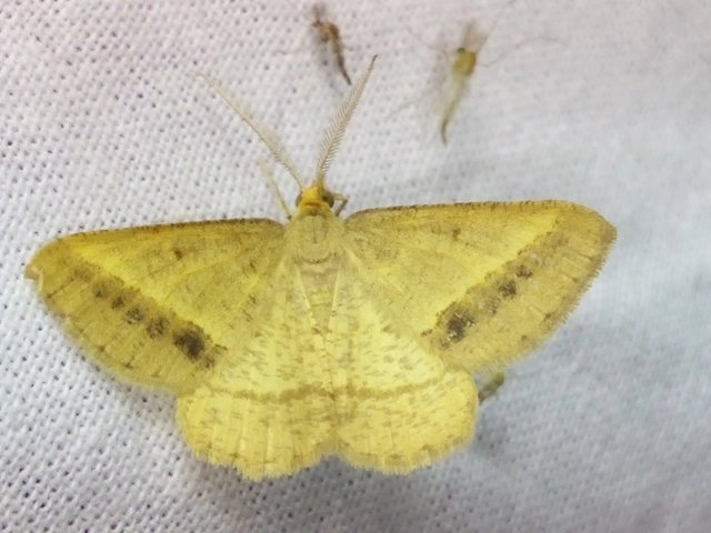 Tephrina arenacearia - lucerna-araszoló