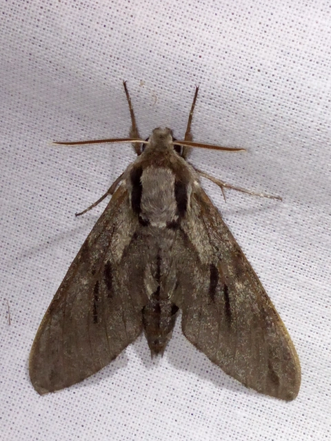 Hyloicus pinastri - fenyőszender