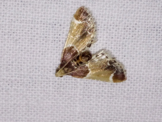 Pyralis farinalis - lisztilonca