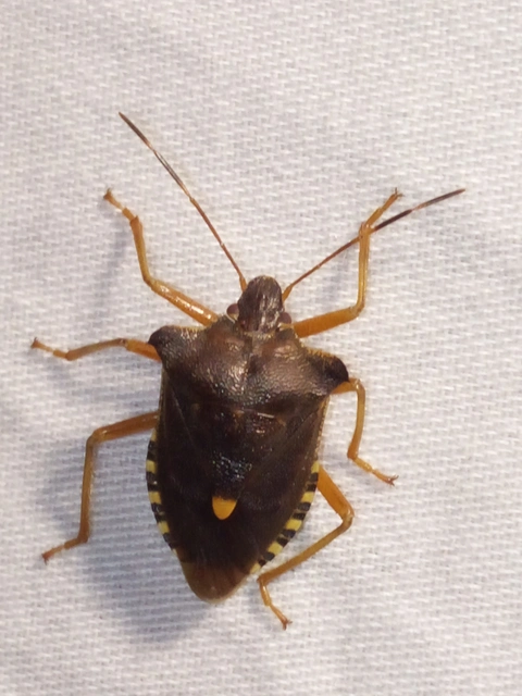Pentatoma rufipes - vöröslábú címerespoloska Pentatoma rufipes - vöröslábú címerespoloska