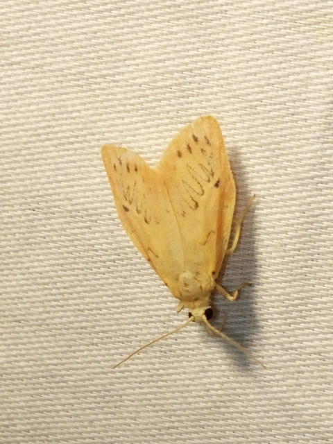 Miltochrista miniata - piros medvelepke