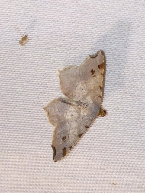Macaria alternata - közönséges szürkearaszoló