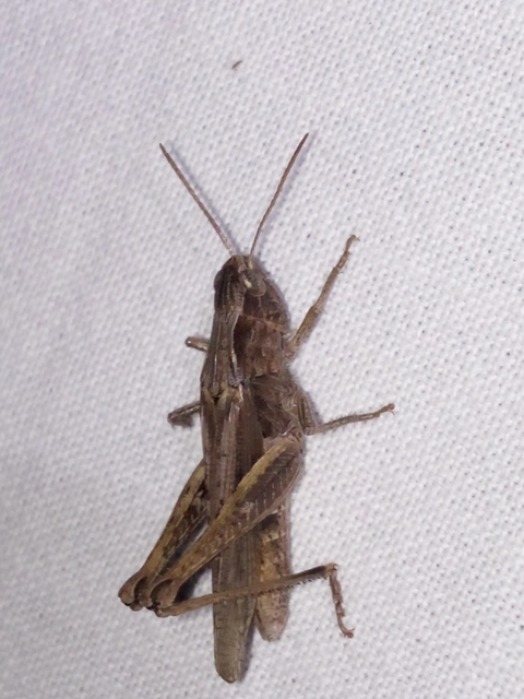 Chorthippus