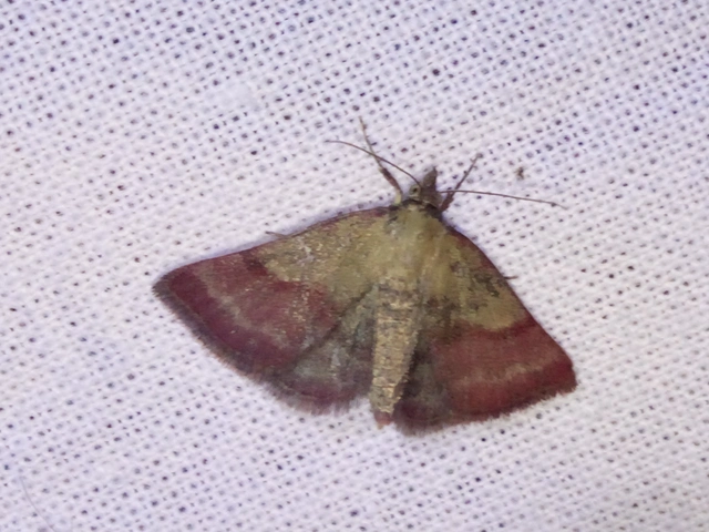Phytometra viridaria - pirossávos bagoly