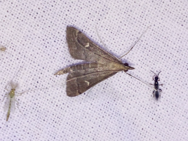 Dolicharthria punctalis - hosszúlábú tűzmoly