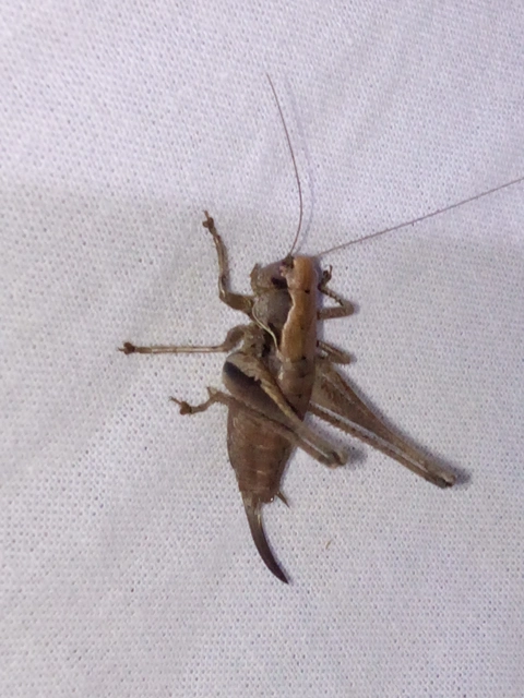 Pholidoptera griseoaptera - szürke avarszöcske