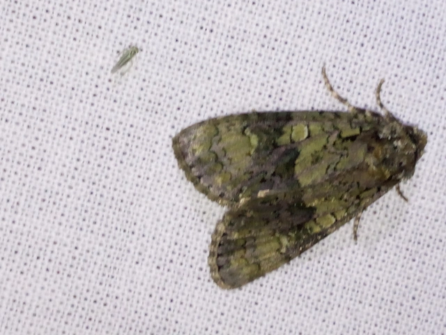 Craniophora ligustri - fagyalbagoly