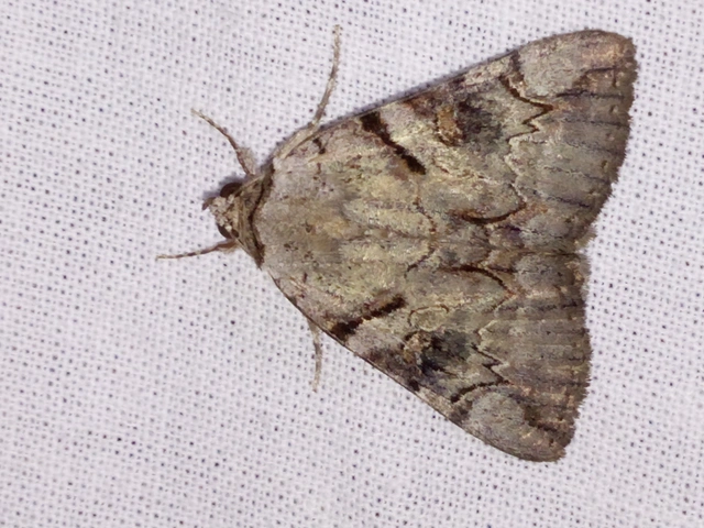 Catocala hymenaea - kökény-övesbagoly
