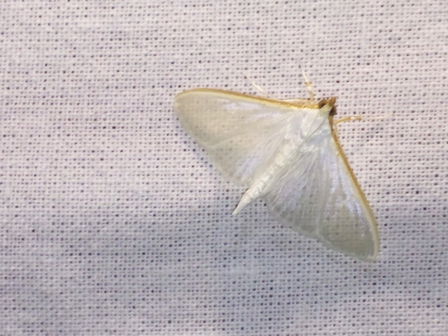 Palpita vitrealis - hófehér tűzmoly