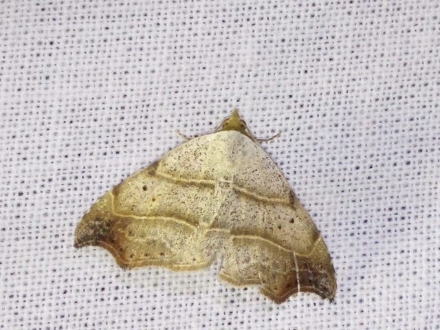 Laspeyria flexula - zuzmóbagoly
