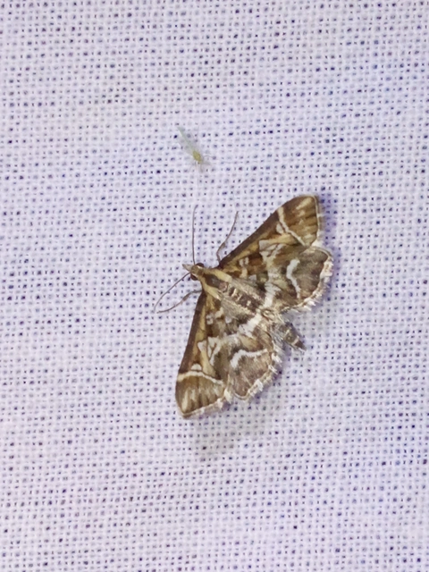 Diasemia reticularis - betűmintás tűzmoly