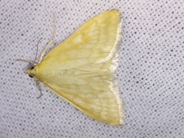 Sitochroa verticalis - világossárga dudvamoly