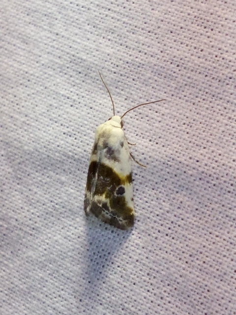 Ponometia candefacta - parlagfűbagoly
