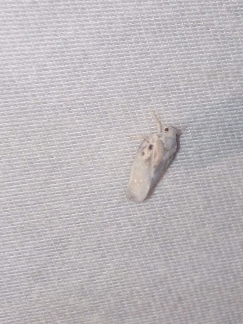 Metcalfa pruinosa - amerikai lepkekabóca
