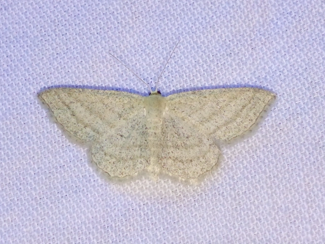 Scopula virgulata - vesszős sávosaraszoló