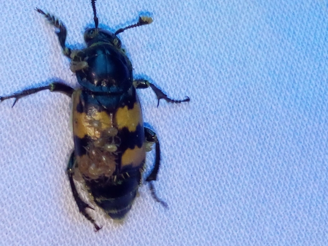 Nicrophorus interruptus - sárgaszőrű temetőbogár