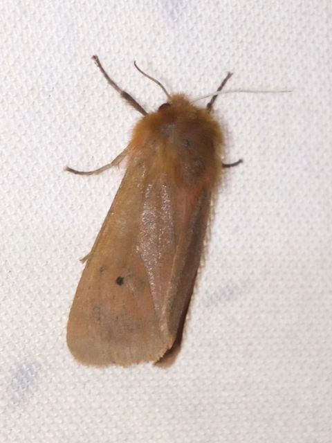 Phragmatobia fuliginosa - füstös medvelepke