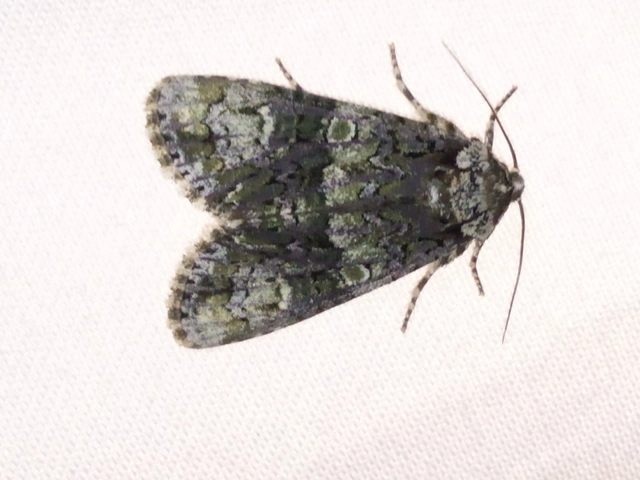 Craniophora ligustri - fagyalbagoly