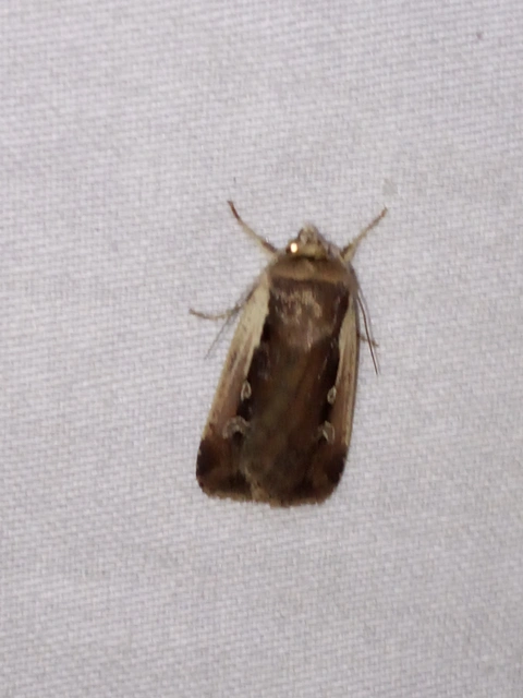 Ochropleura plecta - fehérszegélyű fűbagoly