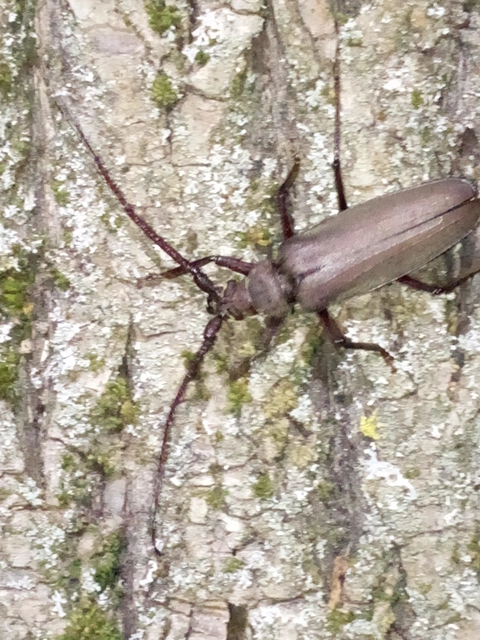 Aegosoma scabricorne - diófacincér