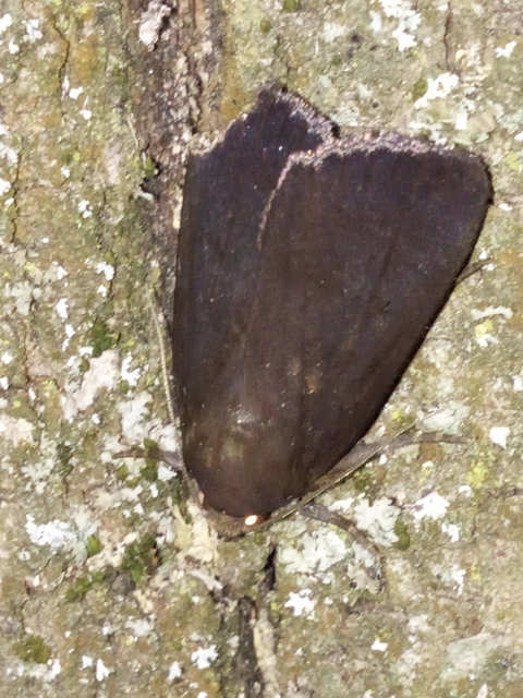 Amphipyra livida - zsírfényű bagoly
