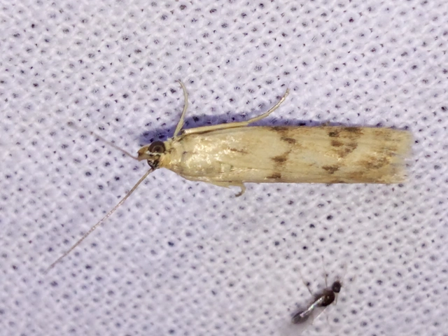 Homoeosoma sinuella - agyagsárga karcsúmoly