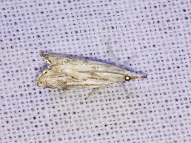 Catoptria falsella - hálós fűgyökérmoly