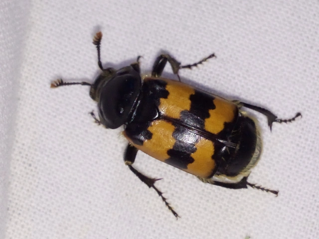 Nicrophorus interruptus - sárgaszőrű temetőbogár
