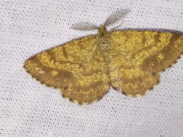 Ematurga atomaria - barna rétiaraszoló