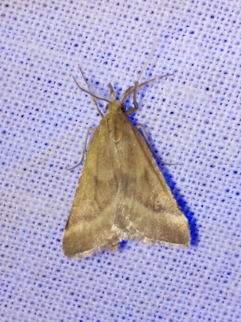 Synaphe punctalis - hosszúlábú fényilonca