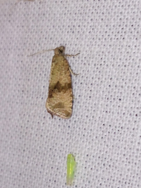 Celypha striana - pitypangfúró tükrösmoly