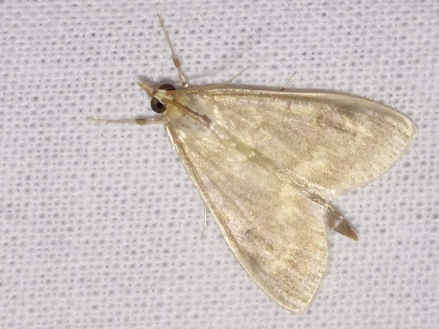 Patania ruralis - csalánevő tűzmoly