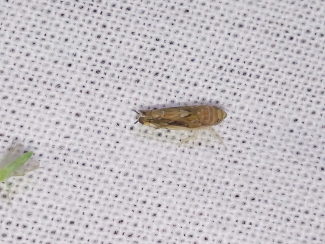 Scaphoideus titanus