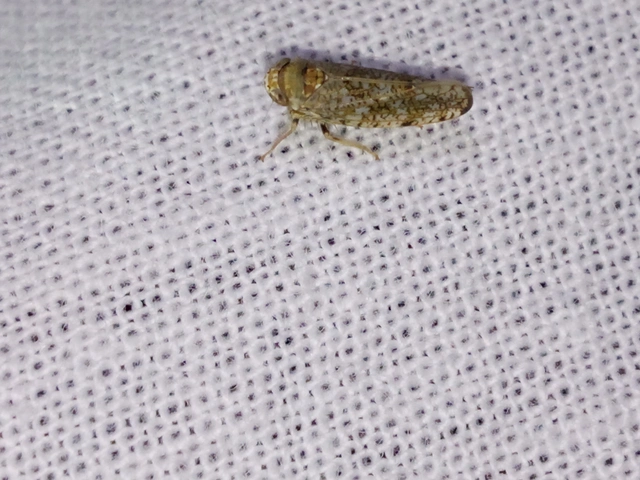 Orientus ishidae