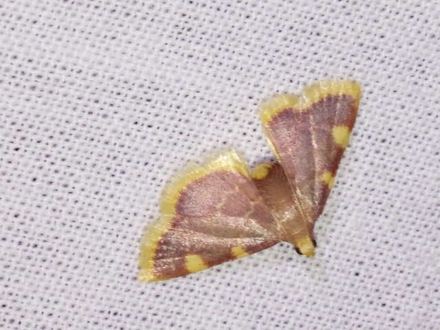 Hypsopygia costalis - szénailonca
