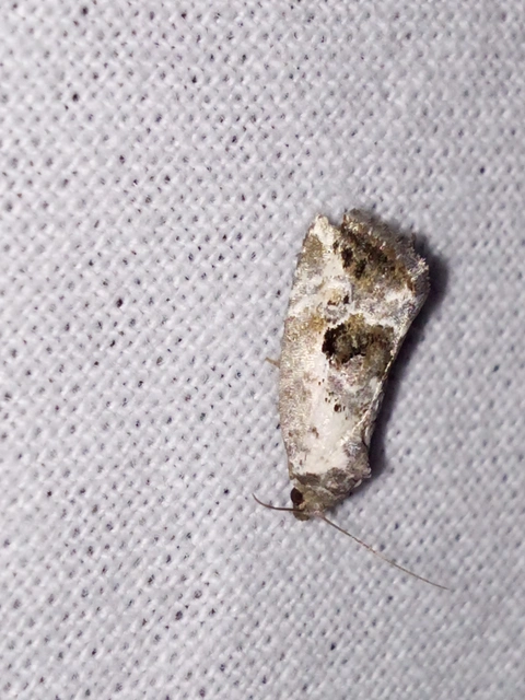 Hapalotis venustula - rózsaszínű mázasbagoly
