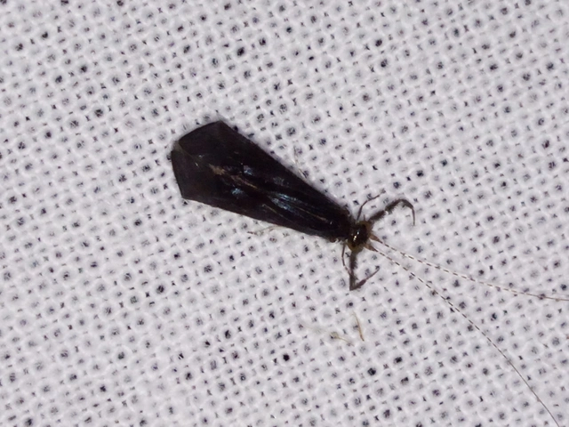 Trichoptera - Tegzesek