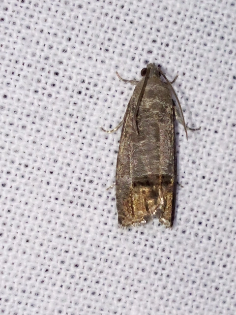 Cydia pomonella - almamoly