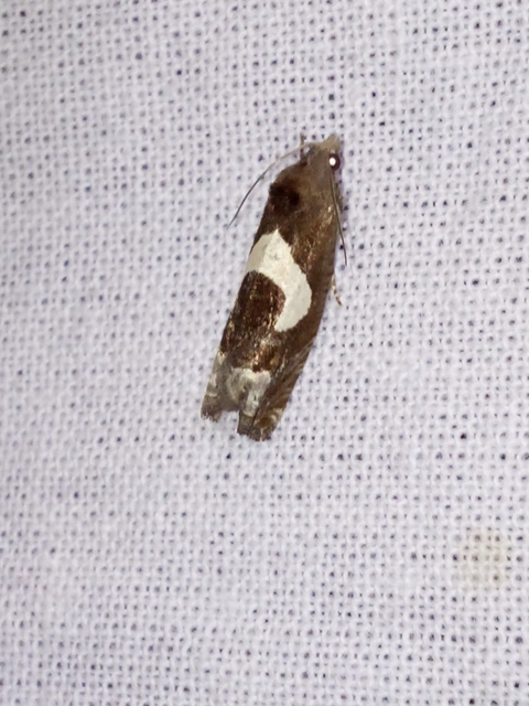 Epiblema foenella - kampósfoltú tükrösmoly