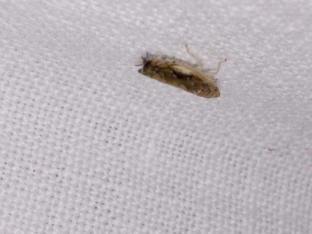 Scaphoideus titanus