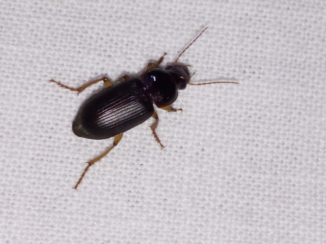 Harpalus griseus - kis selymesfutó