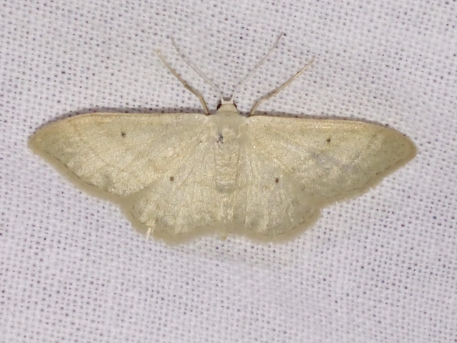Idaea straminata - szalmasárga sávosaraszoló