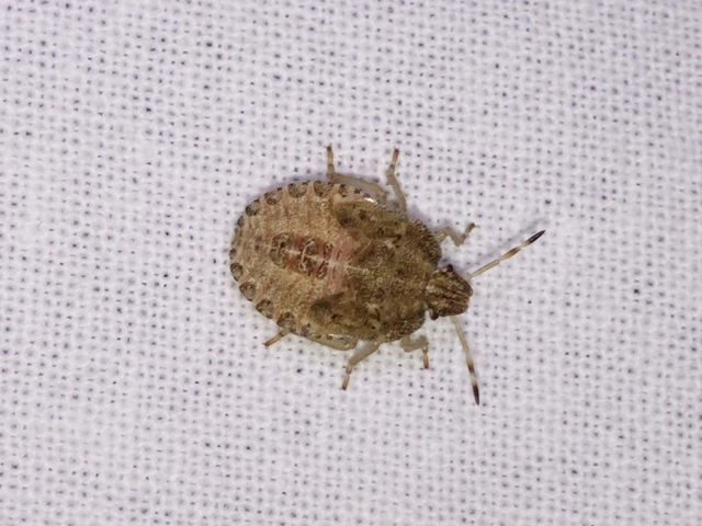 Dolycoris baccarum - közönséges bogyómászó-poloska Dolycoris baccarum - közönséges bogyómászó-poloska