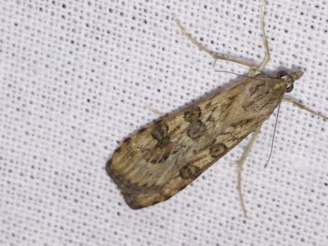 Nomophila noctuella - közönséges vándormoly