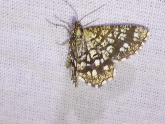 Chiasmia clathrata - rácsos rétiaraszoló