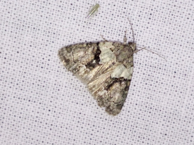 Cryphia algae - sárgászöld zuzmóbagoly