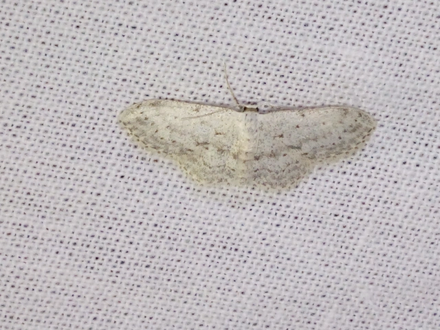 Idaea seriata - szürke apróaraszoló